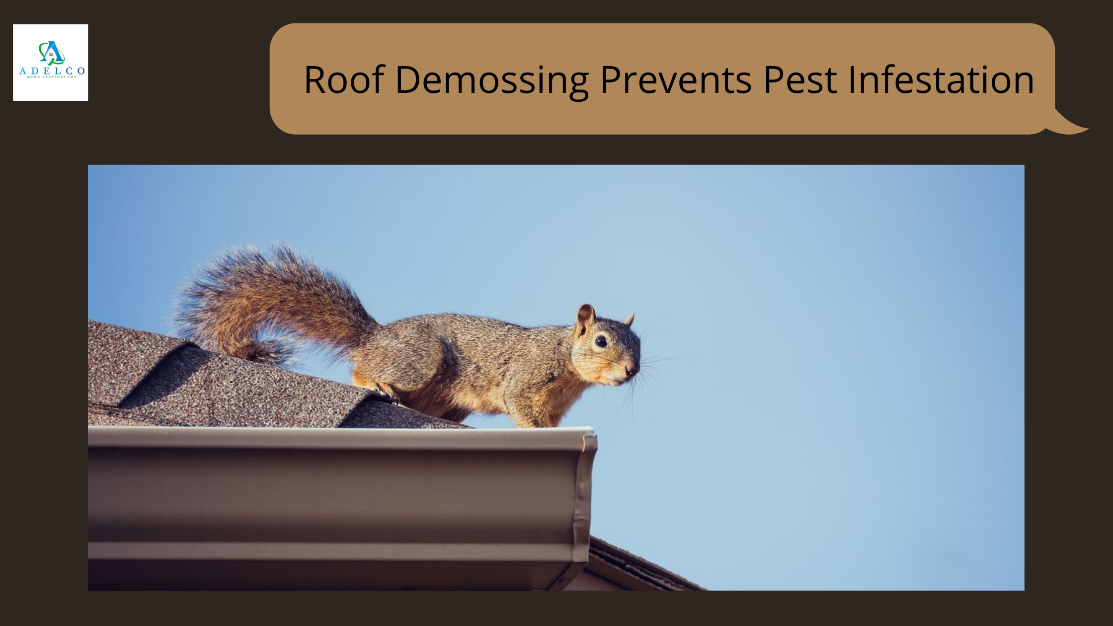 Roof Demossing Prevents Pest Infestation