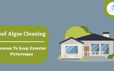Roof Algae Cleaning to Keep the Exterior Picturesque