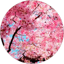 Sally Yun profile picture